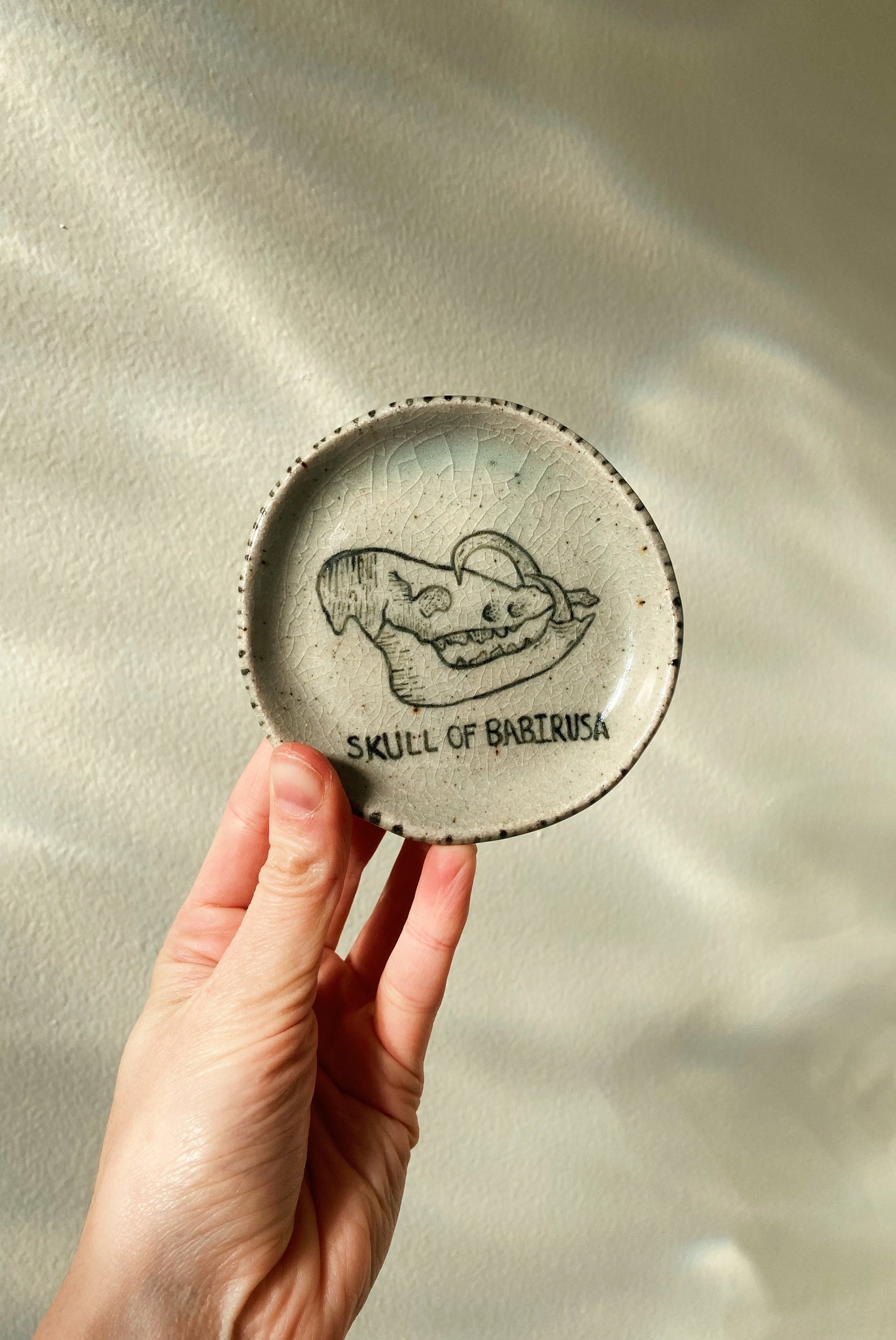 Skull of Babirusa Dish