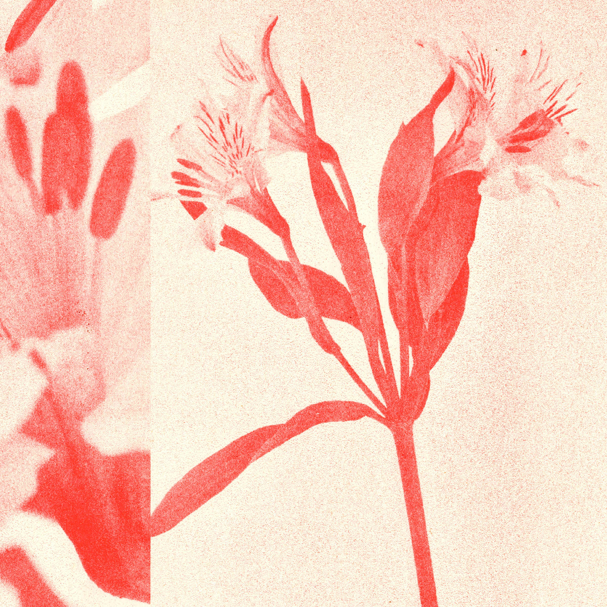 Red Flower Risograph Print