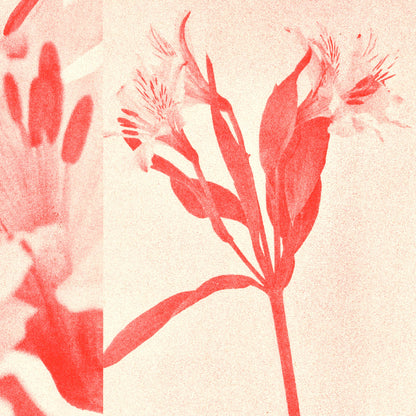 Red Flower Risograph Print